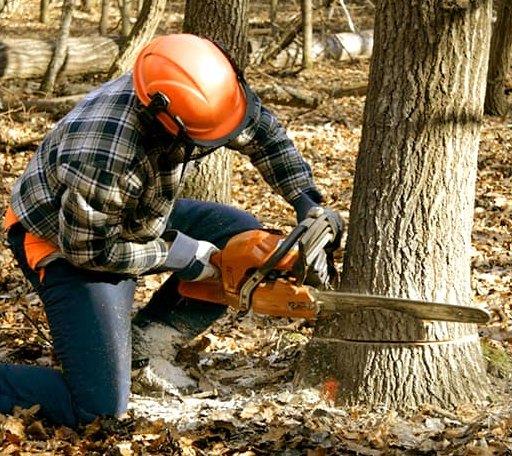 Tree Removal in Franklin, NH